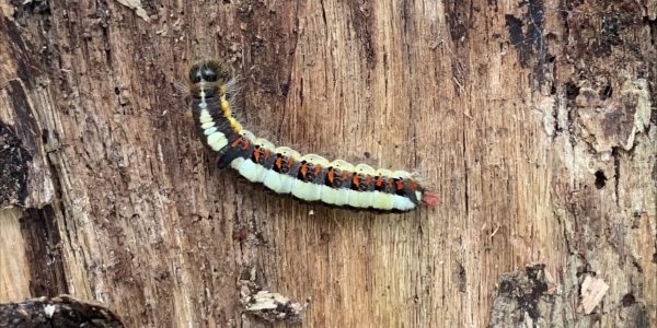 Quickscan Flora en Fauna