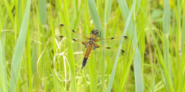 Ecologische begeleiding Ecologische begeleiding