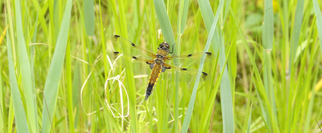 Ecologische begeleiding